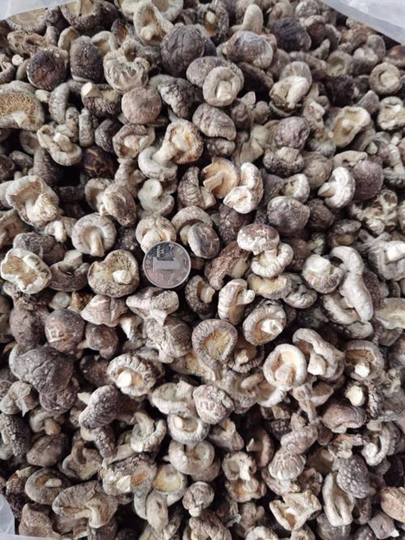 新鲜菌菇：滋养餐桌的新选择