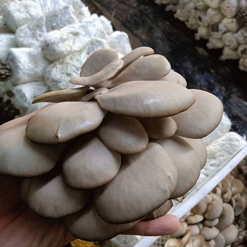 食用菌市场动态：批发趋势不容错过