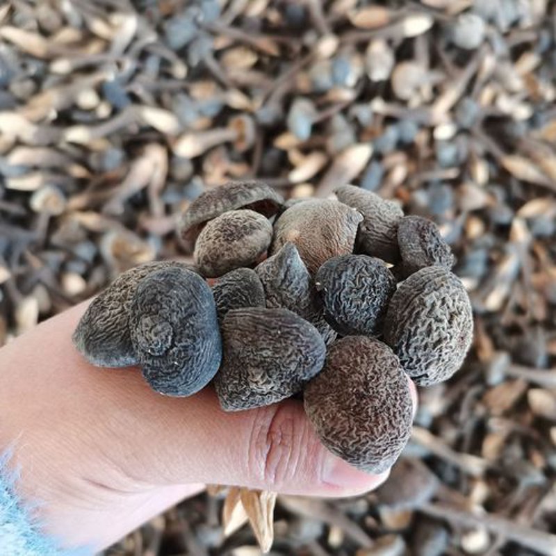 菌小屋：打造健康的绿色生活